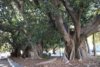 Ficus santa Maria di Gesu